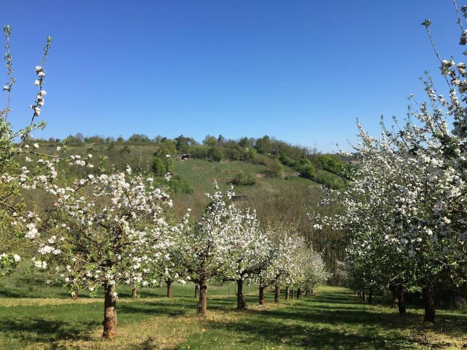 Weinbergsblick Optimale Stadtnaehe Ochsenfurt